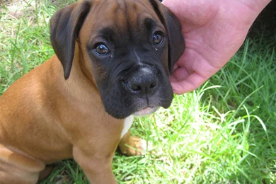 Boxer Puppy Wallpapers