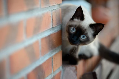 Siamese Cat Wallpapers