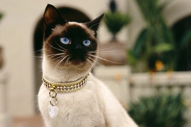 Cat Wallpapers   Crazy Frankenstein