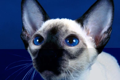 Beautiful Siamese   Siamese Cats Wallpapers (18845509)   Fanpop