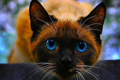 Siamese Cat Wallpapers
