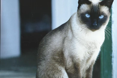 Siamese Cat Big Eyes