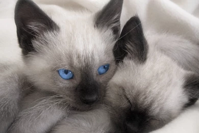 Siamese Cat Wallpapers