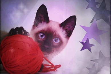 Siamese ☆   Siamese Cats Wallpapers (35379666)   Fanpop