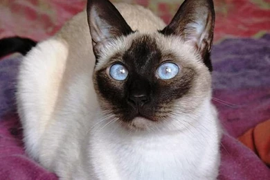 Siamese Kitty...love   Cats Wallpapers (24757335)   Fanpop