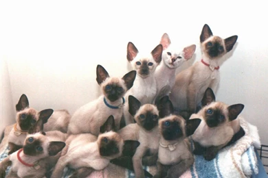 Siamese Cat Baby 1440x900 Wallpapers,Siamese Cat 1440x900 ...