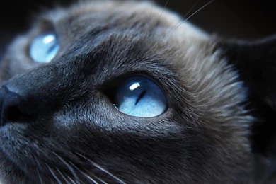 Cat, Blue Eyes, Animals, Siamese Cats Wallpapers HD