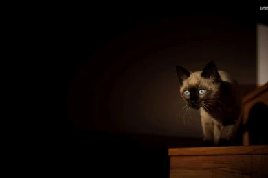 Siamese Cat Wallpapers   Animal Wallpapers
