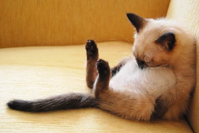 Cats Animals Sleeping Siamese Wallpapers