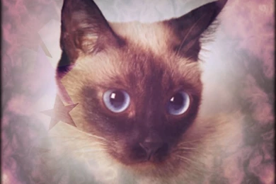Siamese ☆   Siamese Cats Wallpapers (35379665)   Fanpop
