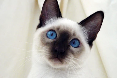 Animal Photo: Siamese Cat Wallpapers