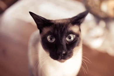 Funny Siamese Cat Wallpapers And Images   Wallpapers, Pictures, Photos