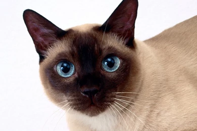 Siamese Cat Wallpapers And Images   Wallpapers, Pictures, Photos