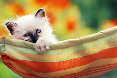 62 Super Cute Cats. Enjoy!