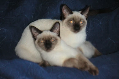 Beautiful Siamese   Siamese Cats Wallpapers (18845670)   Fanpop