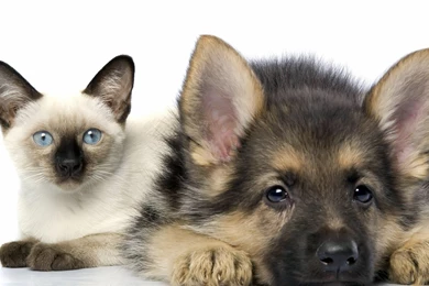 1920x1080 Shepherd, Puppy, Siamese, Kitten, Cat, Friendship ...