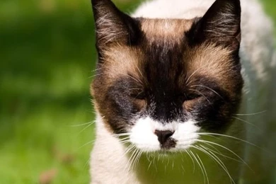 Wallpapers Iphone Cats On Pinterest