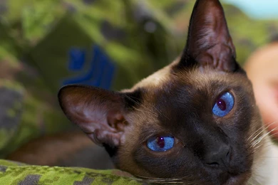 Siamese Cat Wallpapers