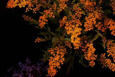 Art & Drawn iPhone 6 Wallpapers