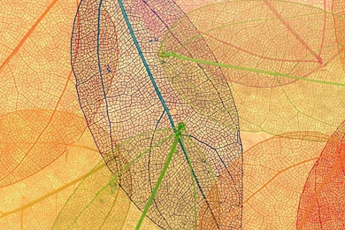 Rainbow Color Leaf Art Fall Nature Pattern iPhone 6 Wallpapers ...