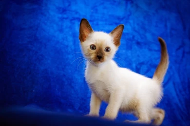 Download Wallpapers 3840x2160 Cat, Cute, Siamese, Baby 4K Ultra HD ...