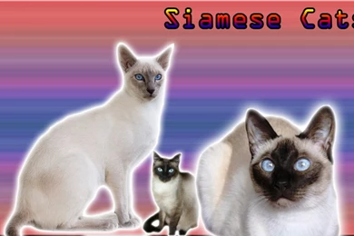 Siamese Cats Wallpapers Request From Darkowl85 By VirusAlert111 On ...