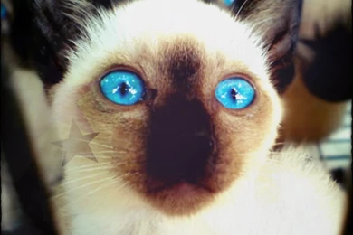 Siamese ☆   Siamese Cats Wallpapers (35379664)   Fanpop
