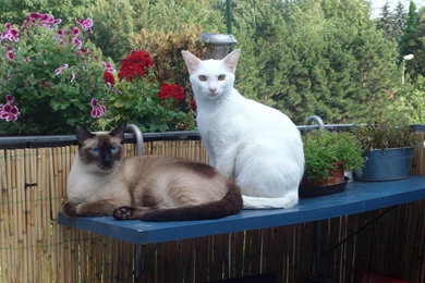 Siam Und OKH   Siamese Cats Wallpapers (32742445)   Fanpop
