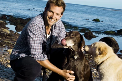 Bradley Cooper HD Wallpapers