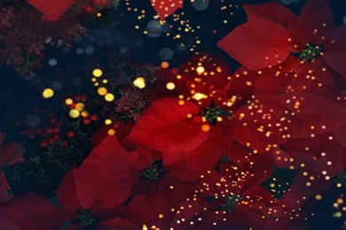 Free Wallpaper Backgrounds For Laptops