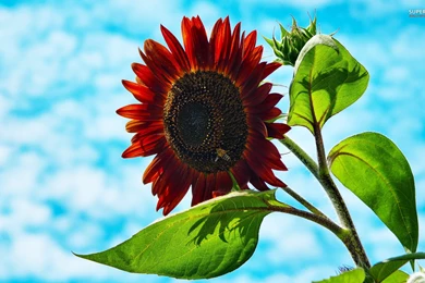 Sunflowers Wallpapers   Flower Wallpapers