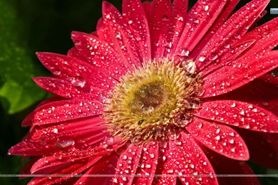 Water Drops Red Sunflower Wallpapers