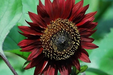 Free Desktop Backgrounds Wallpapers: Very Beautiful Red Colour ...