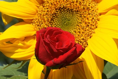 Rose Wallpapers   Beautiful Roses