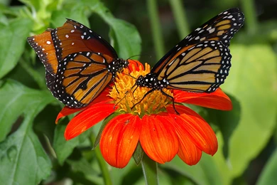Butterflies On Red Sunflower   Wallpapers