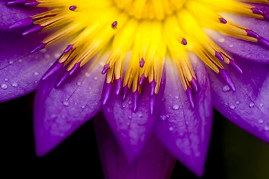 Jestingstock.com Purple Sunflowers Wallpapers