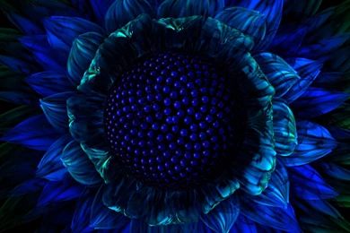 3D Flower Images   All Wallpapers New