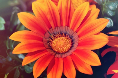 Spring Sunflower Wallpapers