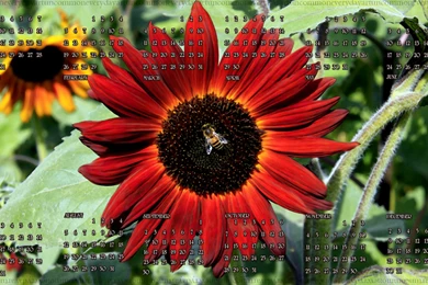 Red Sunflowers And Other Photos (with A Calendar Too!) « Oregonshar