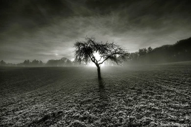 Dark Night Backgrounds Single Tree HD Wallpapers   3DandHDWallpapers ...