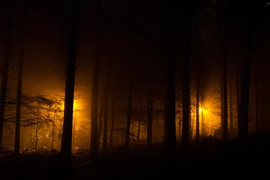 23 Forest HD Wallpapers