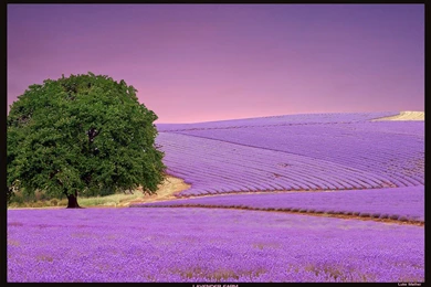 Lavender Color Wallpapers Flowers