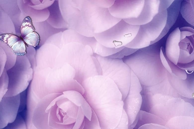 Lavendar Wallpapers   Wallpapers Cave