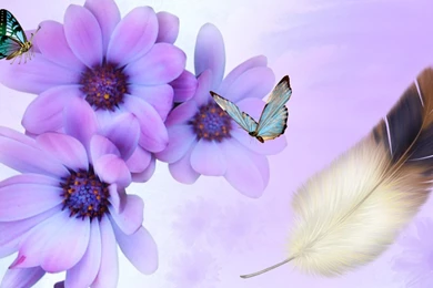 Wonder Of Lavender >> HD Wallpaper, Get It Now!