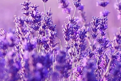 Beautiful Lavender Wallpaper: HD Lavender Mobile Backgrounds   Http ...