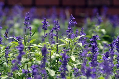 Lavender Color Flower Photos