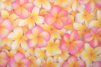 Frangipani Backgrounds