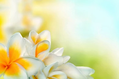 Justpict.com Frangipani Wallpapers