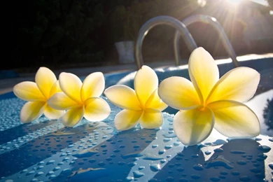 Plumeria Frangipani By Swimming Pool In Tahiti   (