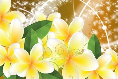 Frangipani Wallpapers >> Backgrounds With Quality HD
